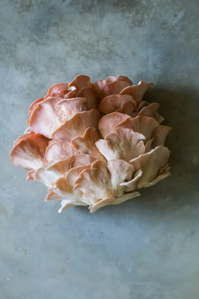 pink oyster mushroom