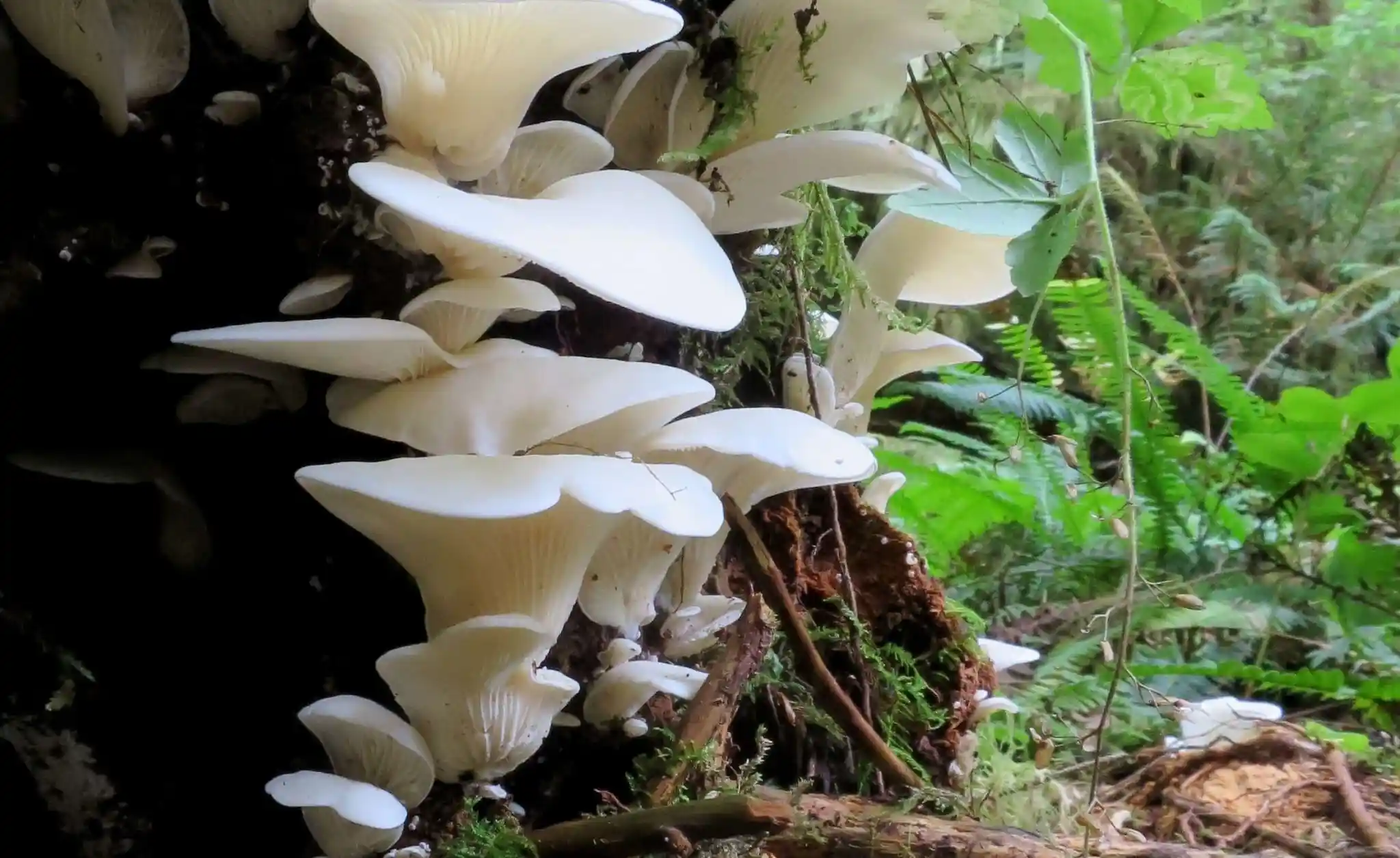 angel wing mushroom