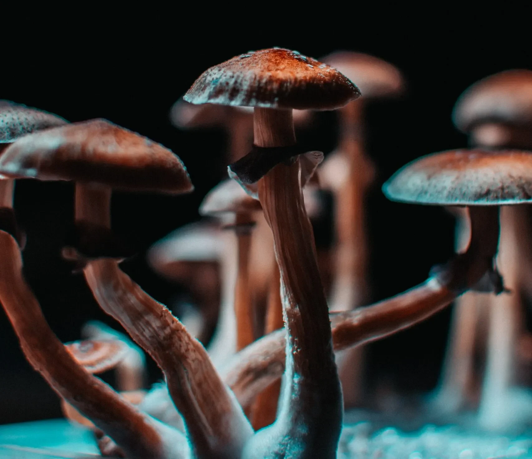 psilocybin mushrooms