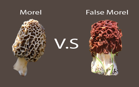 morels and false morels