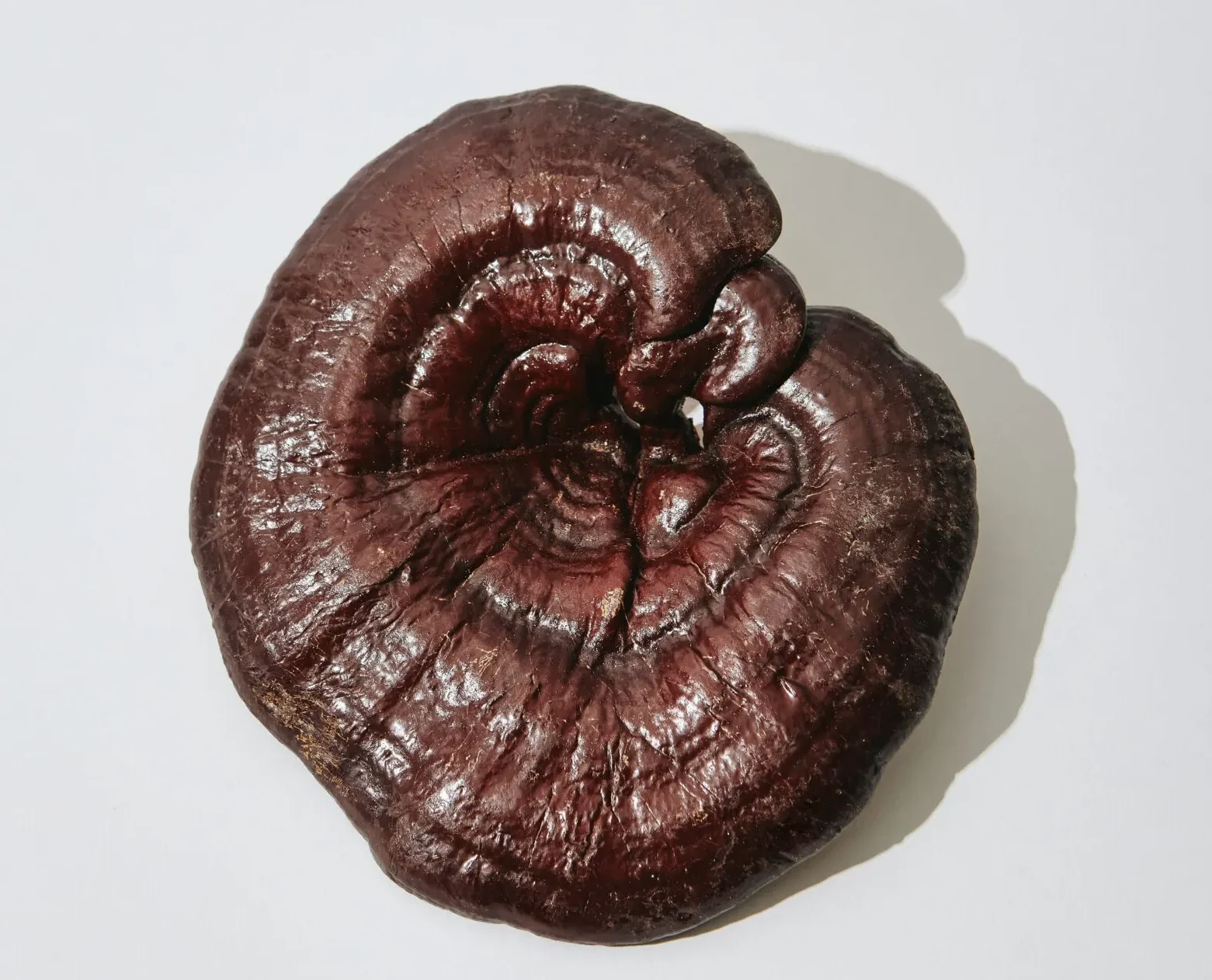 Reishi Mushroom