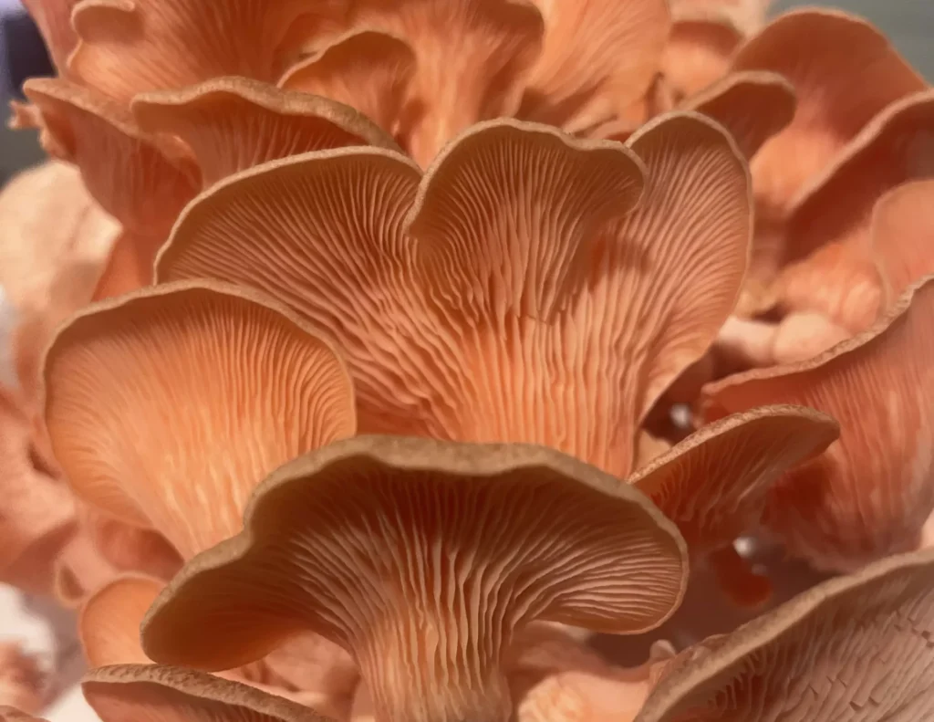 pink oyster mushrooms