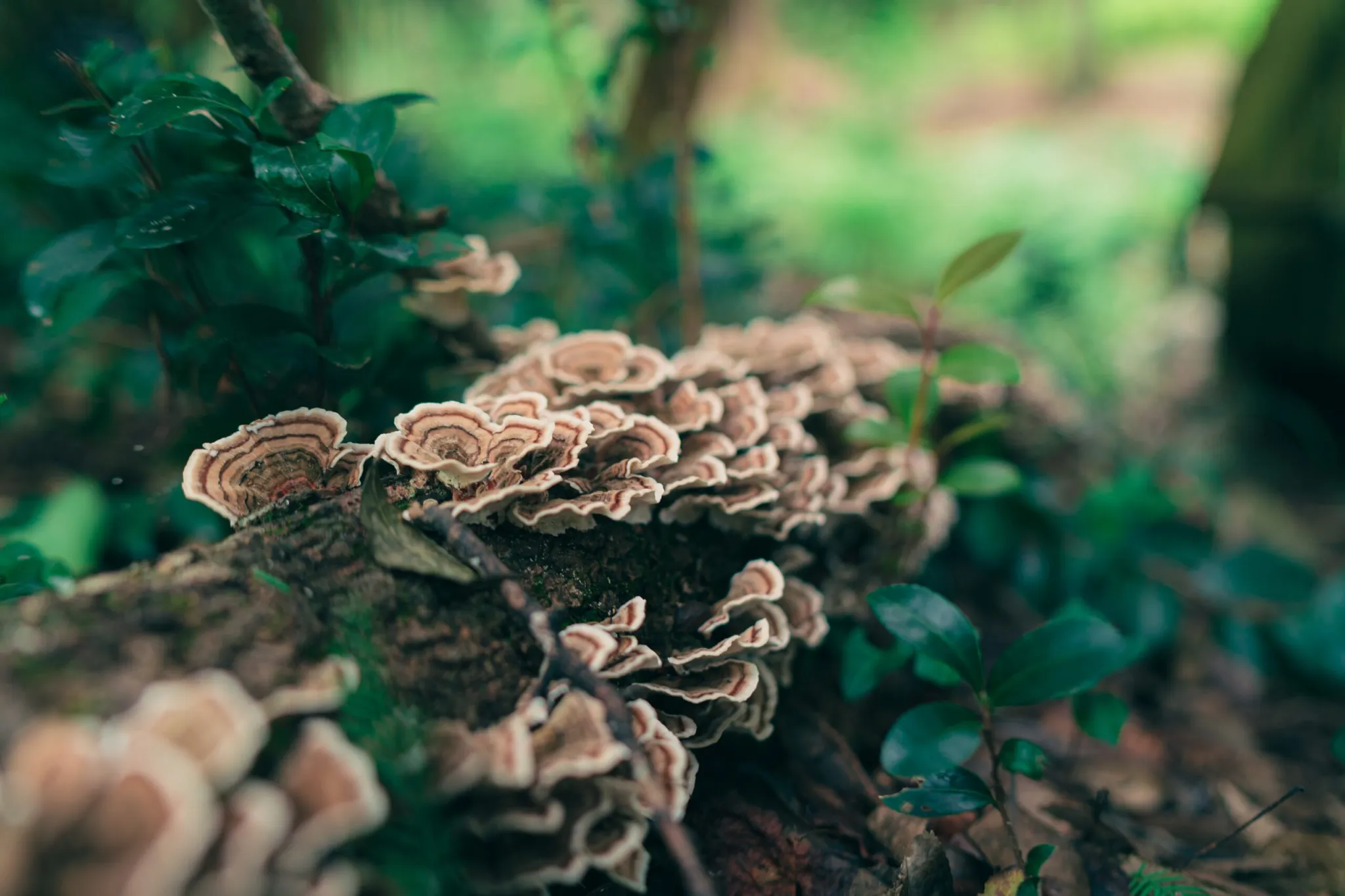 turkey tail mushroom